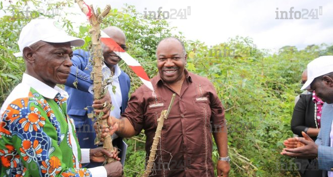 Ali Bongo récolte ses premières GRAINE de manioc à Ekatanyabé