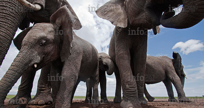Vie rurale : des pachydermes délogent les habitants de Maloundou