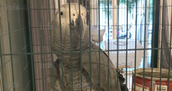 Deux perroquets gris du Gabon saisis par la police française à Montpellier