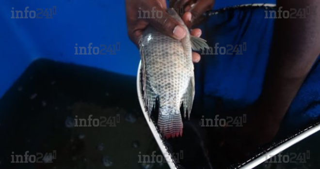 La carpe de l’Ogooué de nouveau autorisée à la consommation par le gouvernement gabonais