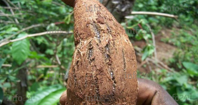 Le Gabon veut une riposte nationale contre les maladies virales du manioc