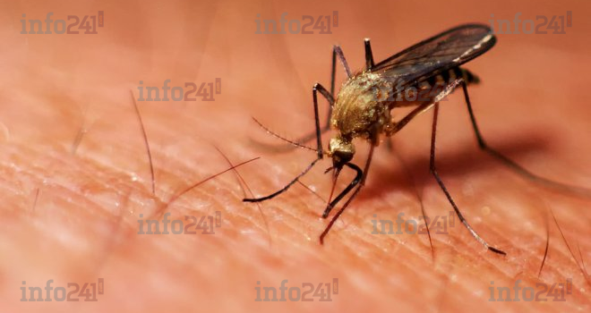 Le Gabon se vante d’avoir trouvé un vaccin contre le paludisme