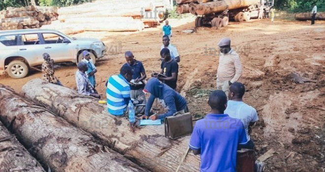 Pour lutter contre la corruption, le Gabon va revendre les bois issus de l’exploitation illégale