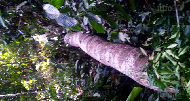 Un chef de village tué par un arbre près de Kango