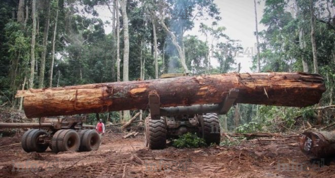 Le Gabon tente de reprendre la main sur l’exploitation illicite de ses bois