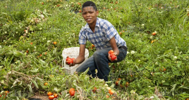 La BAD appelle à un soutien mondial aux jeunes agriculteurs d’Afrique