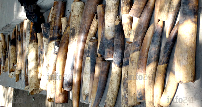 70 kg de pointes d’ivoire retrouvés dans un véhicule à Mitzic