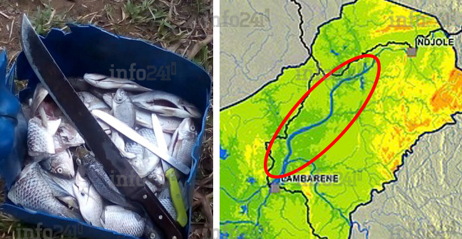 Pollution : mort mystérieuse de milliers de poissons dans l’Ogooué près de Lambaréné