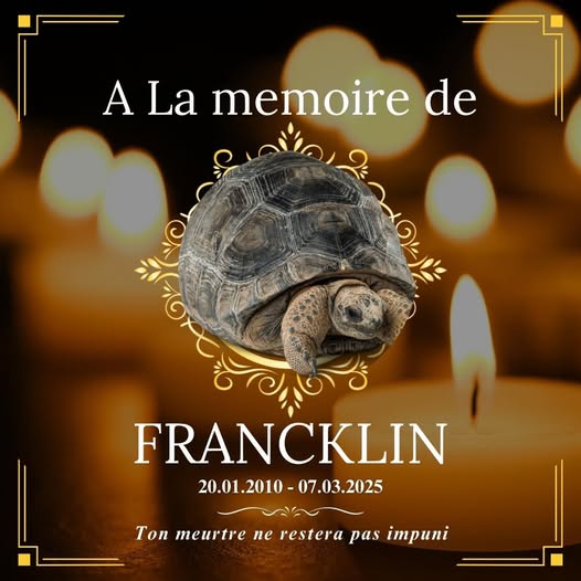Hercule Nze Souala devient la risée du web après avoir noyé une tortue qu'il croyait sauver