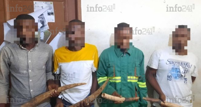 Libreville : 4 gabonais pris dans les mailles de la police pour trafic d’ivoire