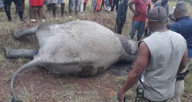Guidouma&nbsp;: les images de la grave collision mortelle entre un éléphant et un véhicule 