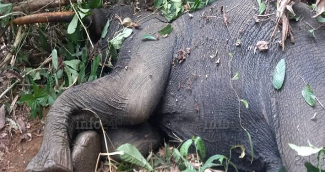 Conflit homme-faune : un éléphant-tueur enfin mis hors d’état de nuire près de Makokou