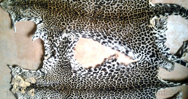 Mitzic&nbsp;: un prêtre-braconnier échappe à son incarcération