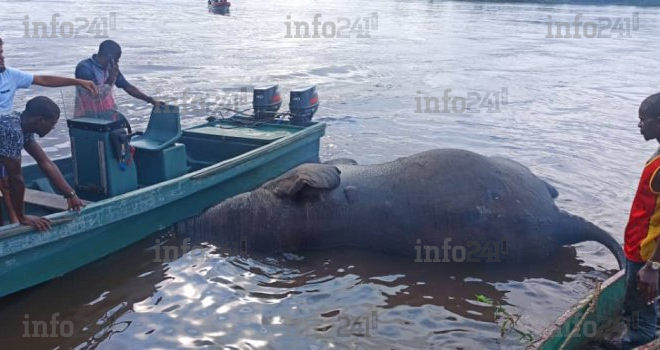 Lambaréné : Un éléphant retrouvé flottant sur l’Ogooué, finit dans le ventre des riverains