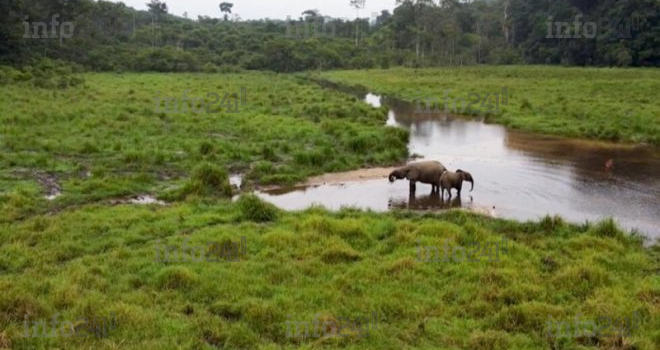 Ndéndé : Trois braconniers gabonais pris la main dans le sac dans une forêt