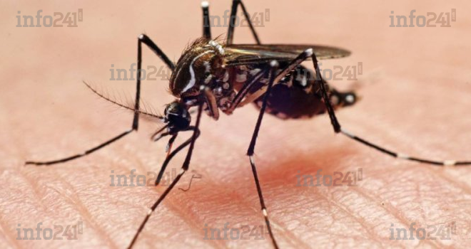 La moitié de la population mondiale est exposée au risque d’infection à la dengue