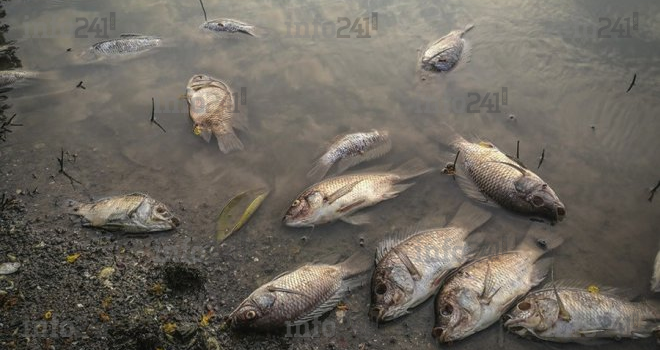 Les carpes mortes de Lambaréné victimes d’une bactérie présente dans l’Ogooué !