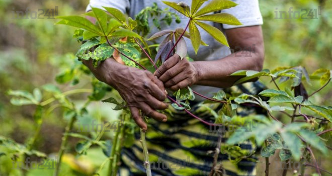 Agriculture : des Marigovéens commercialisent leur production de manioc