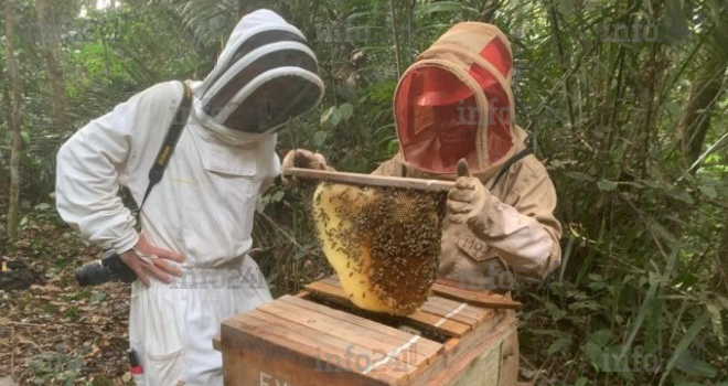 L’ONG Conservation Justice résolument engagée à la protection des abeilles au Gabon