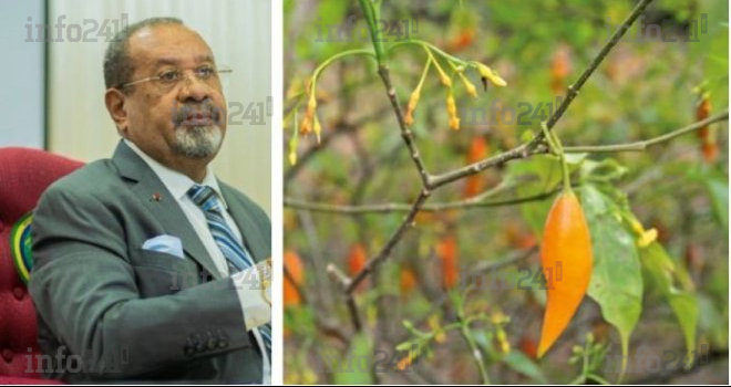 Gabon&nbsp;: Le vibrant plaidoyer de Guy Bertrand Mapangou pour sauver l’iboga des appétits mondiaux