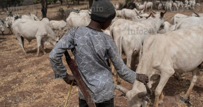 Nigéria : des foyers de fièvre charbonneuse enregistrés parmi le bétail