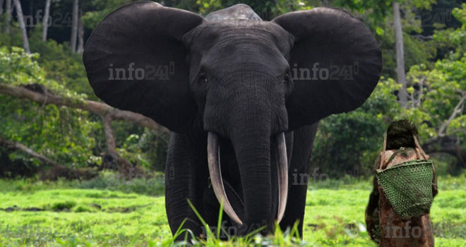 Kango : Attaquée par un éléphant en furie, une gabonaise l’implore la vie sauve et... il accepte !