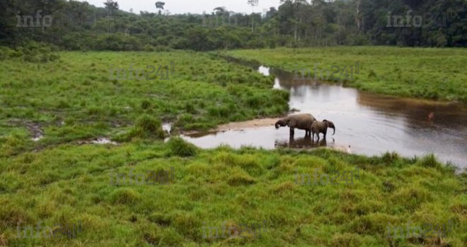 Ndéndé : Trois braconniers gabonais pris la main dans le sac dans une forêt