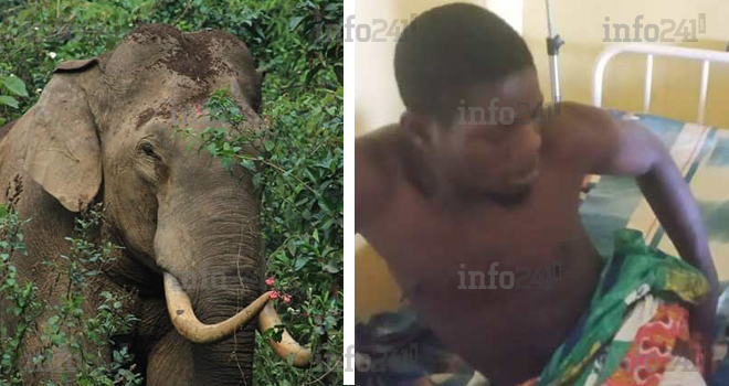 Makokou : Attaqués par un éléphant, deux jeunes gabonais échappent à une mort certaine