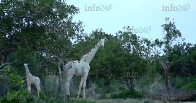 Kenya : des braconniers tuent deux très rares girafes blanches