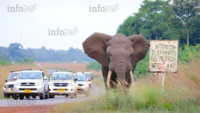 Le Gabon se donne 3 jours pour repenser la gestion du conflit homme-éléphant