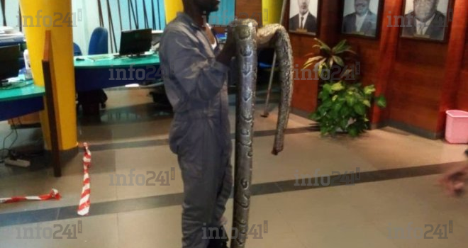 Un python de plusieurs mètres s’invite dans les locaux de la CNSS à Libreville