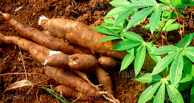 Economie locale : Ndéndé bientôt pourvue d'une usine de transformation de manioc