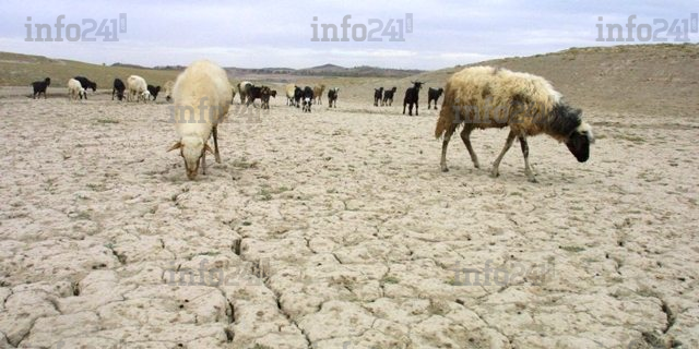 Maroc : le pays prend des mesures drastiques pour faire face à la crise de l’eau