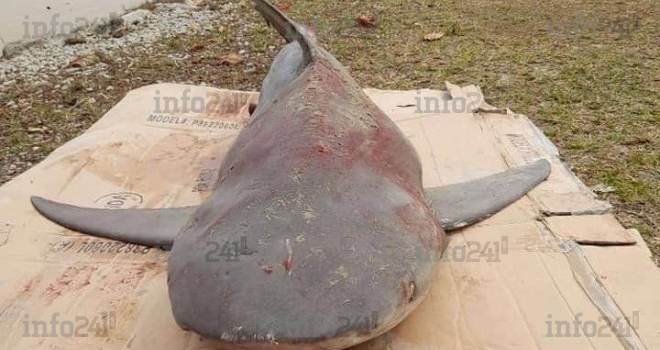 Un requin retrouvé mort sur une plage de Libreville
