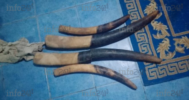 Braconnage : trois trafiquants interpellés à Kango avec des pointes d’ivoire et des armes de chasse