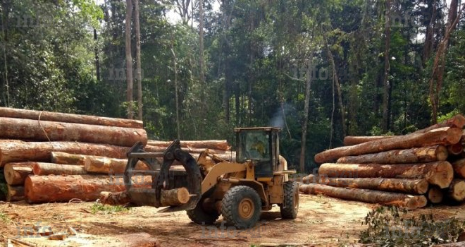 Guinée-Bissau : l’exploitation des ressources forestières désormais interdite dans le pays