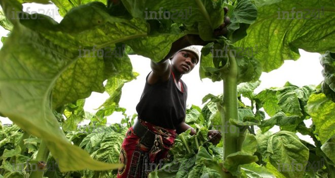 Approche genre dans les investissements de l’agroalimentaire en Afrique 