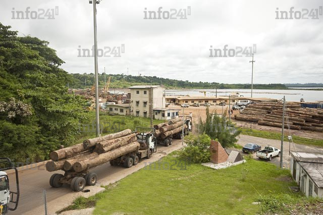 Sept compagnies forestières épinglées pour exploitation illégale au Gabon 