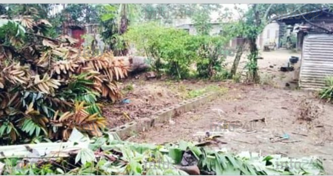 Oyem : Une famille gabonaise échappe à la mort après la chute d’un vieil arbre demi centenaire