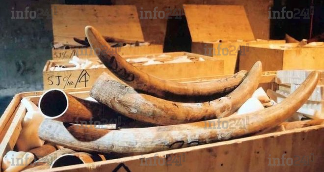 300 kg d’ivoire issus du braconnage disparaissent au tribunal d’Oyem