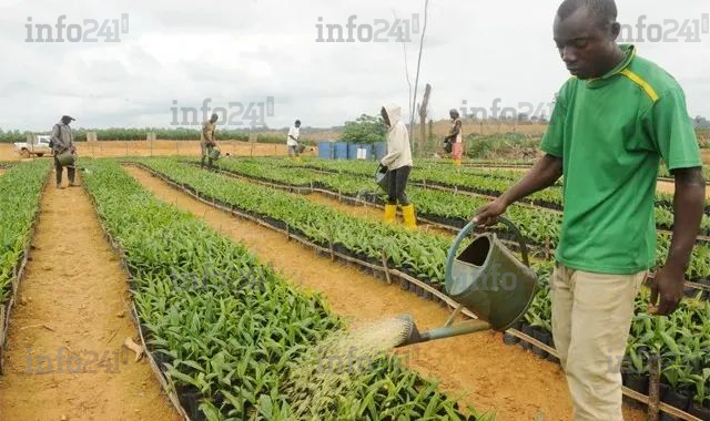 Postes budgétaires à l’Agriculture : Plus d’un an après, 200 jeunes gabonais toujours en détresse !