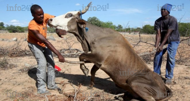 Zimbabwe : les récoltes réduites à néant par la sécheresse