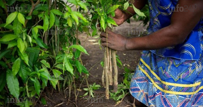 Iboga&nbsp;: le gouvernement gabonais en fait un patrimoine stratégique national