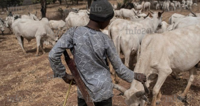 Nigéria : des foyers de fièvre charbonneuse enregistrés parmi le bétail