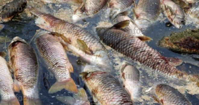 Poissons morts dans l’Ogooué : le Gabon suspend les activités de pèche dans la zone sinistrée