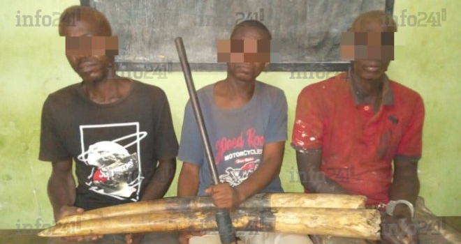 Opération anti-trafic d’ivoire à Booué : Trois trafiquants appréhendés avec leur butin