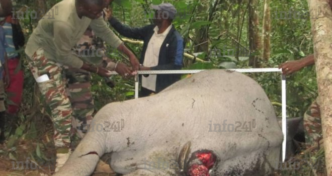 Deux éléphants qui semaient la terreur à Moabi abattus par des villageois