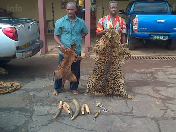 Le tribunal d’Oyem acquitte deux présumés trafiquants d’ivoire