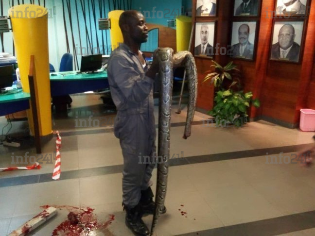 Un python de plusieurs mètres s’invite dans les locaux de la CNSS à Libreville