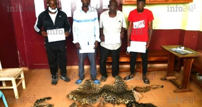 Oyem : 4 braconniers présumés arrêtés avec des pointes d’ivoire et des peaux de panthère